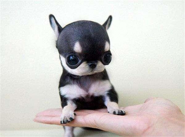 在北京养吉娃娃真的很难吗? 在北京养吉娃娃真的很难吗?