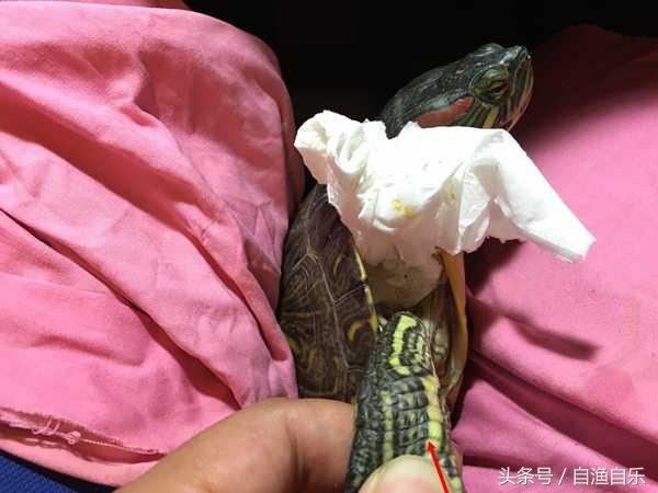 养龟水质管理指南：如何保持龟缸水质清洁与健康