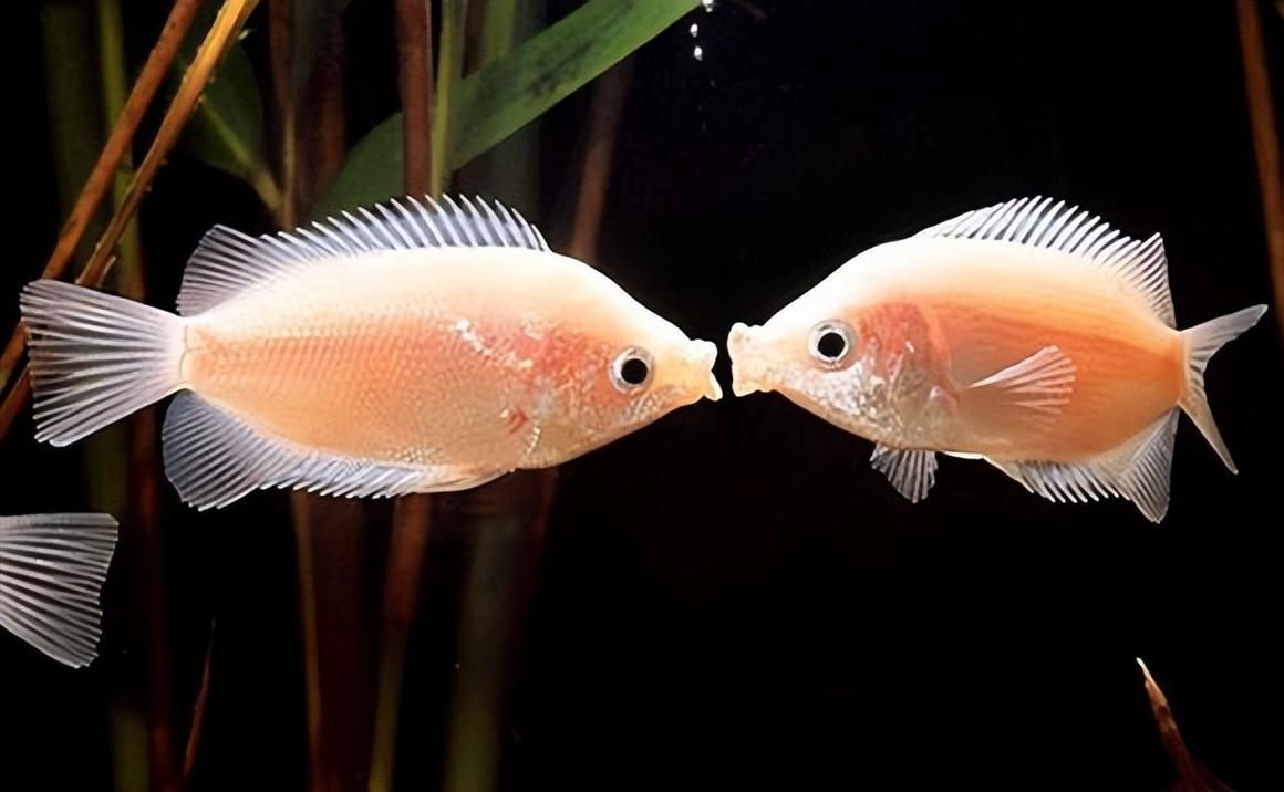 观赏鱼种类大全：了解不同品种的观赏鱼及其特点