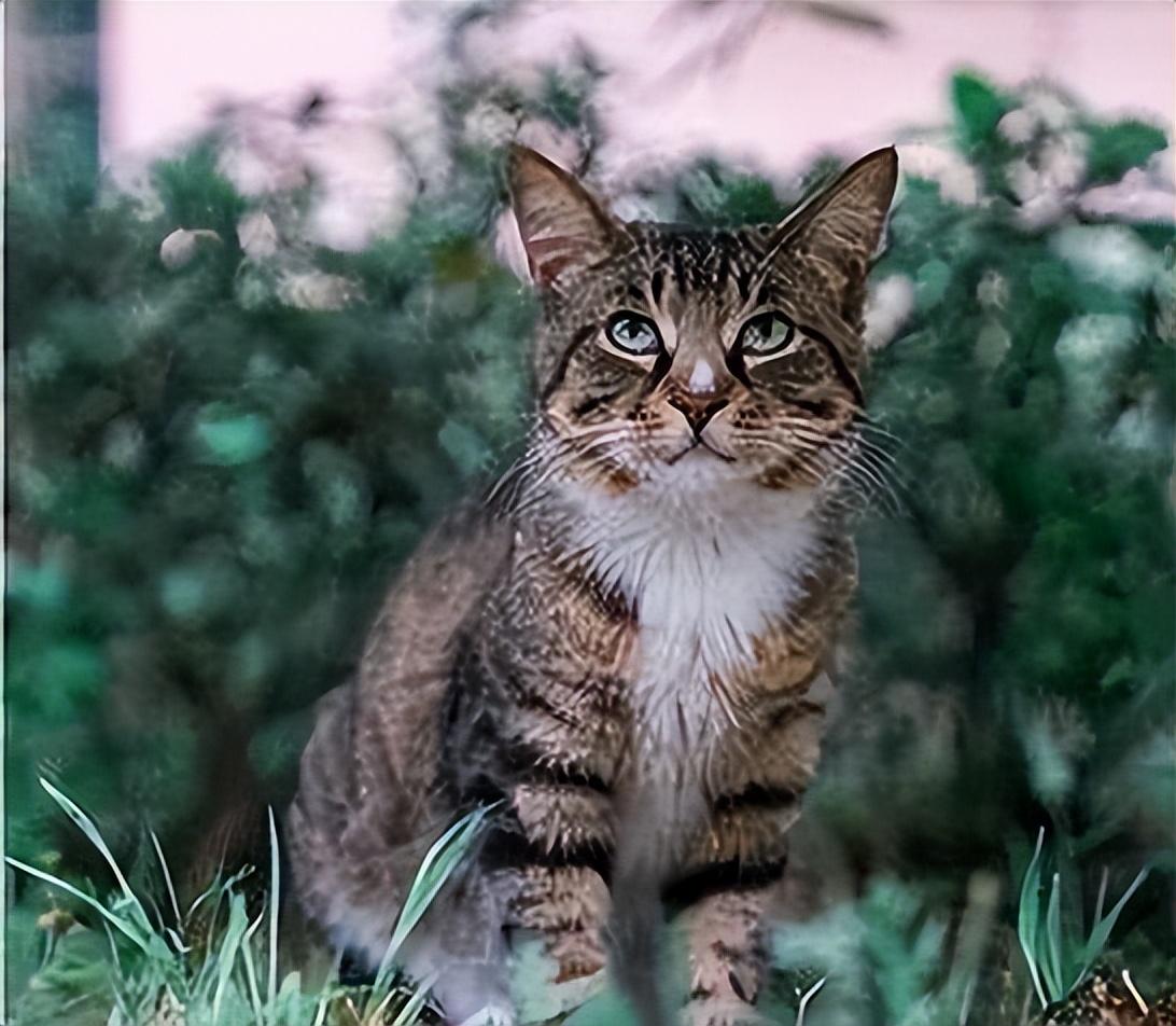 养只英短到底要花多少钱？