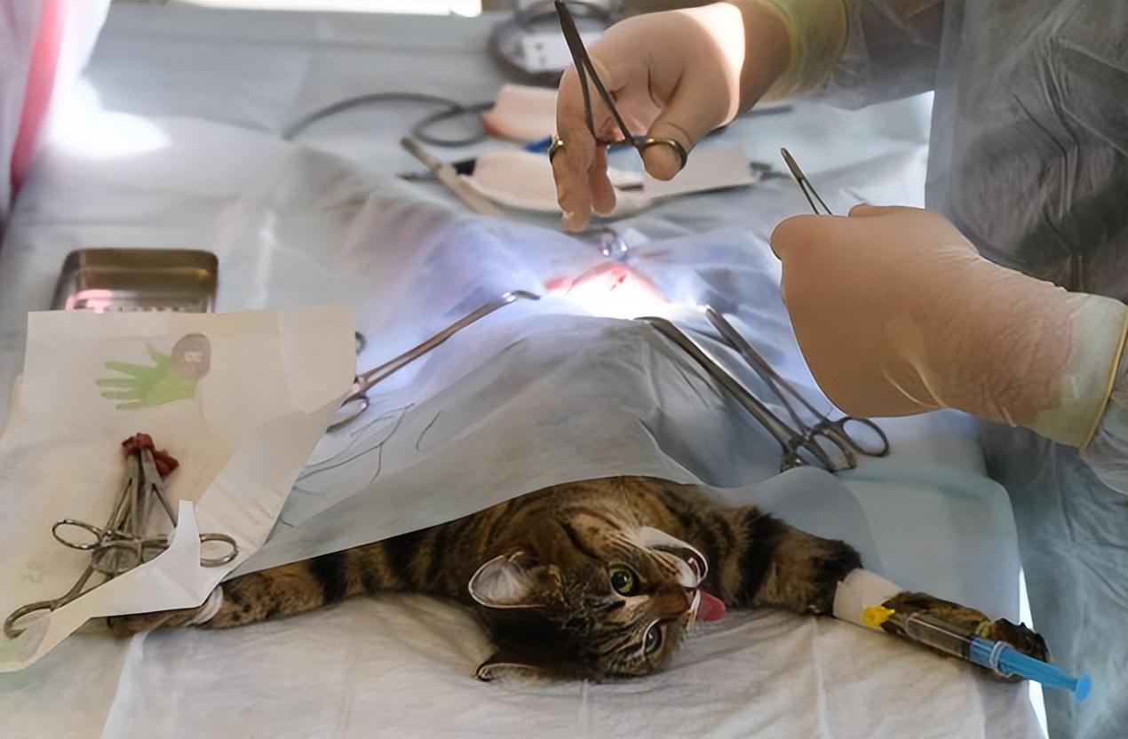 你的天猫积分是不是总在悄悄过期？