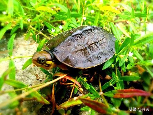 黄喉拟水龟繁殖技巧与注意事项：如何成功培育健康后代