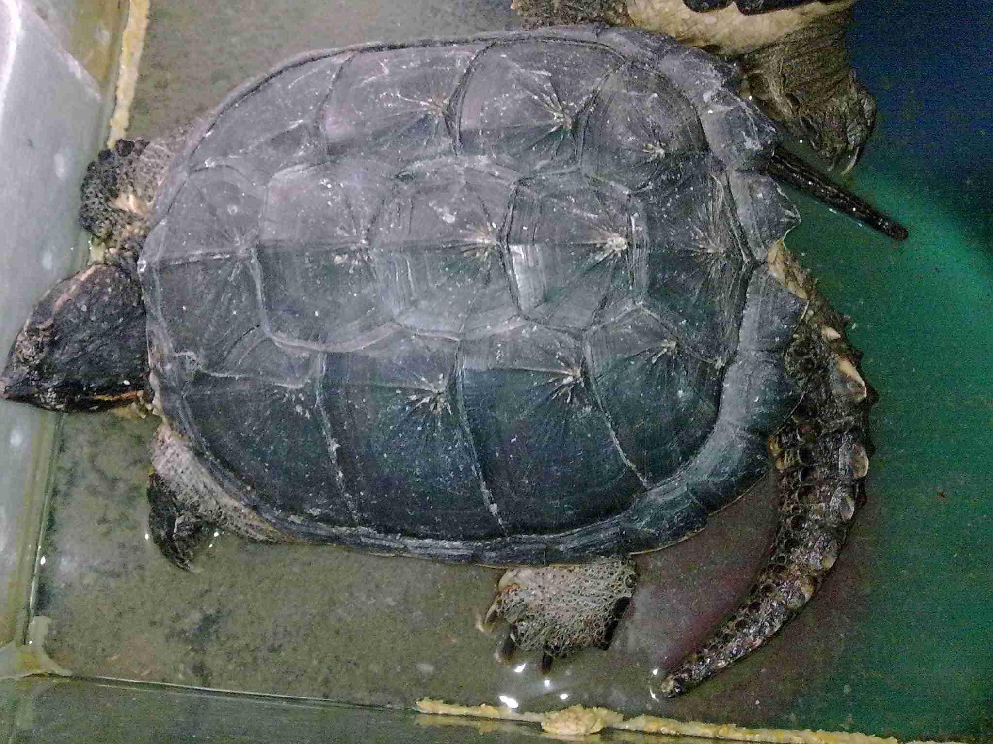 鳄鱼龟养殖真能年入百万吗? 鳄鱼龟养殖真能年入百万吗?