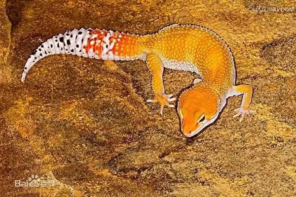 守宫是壁虎还是蜥蜴？