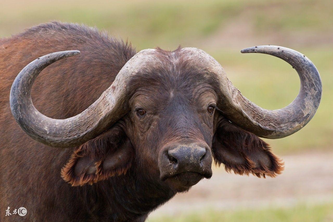 属牛人哪天出生最命苦？