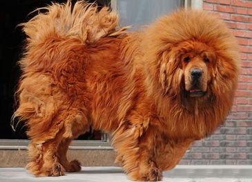 虎头獒真的适合新手饲养吗？