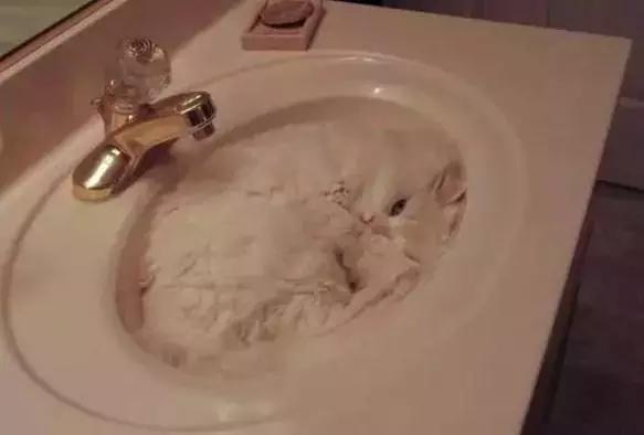 探索蝮蛇的拟态蛇园：全散养生态系统的独特魅力