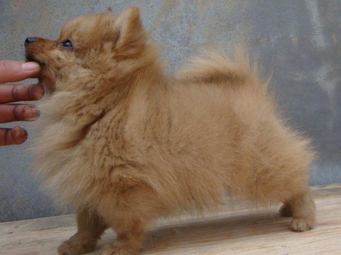 犬瘟试纸测出两道杠就一定是绝症吗？