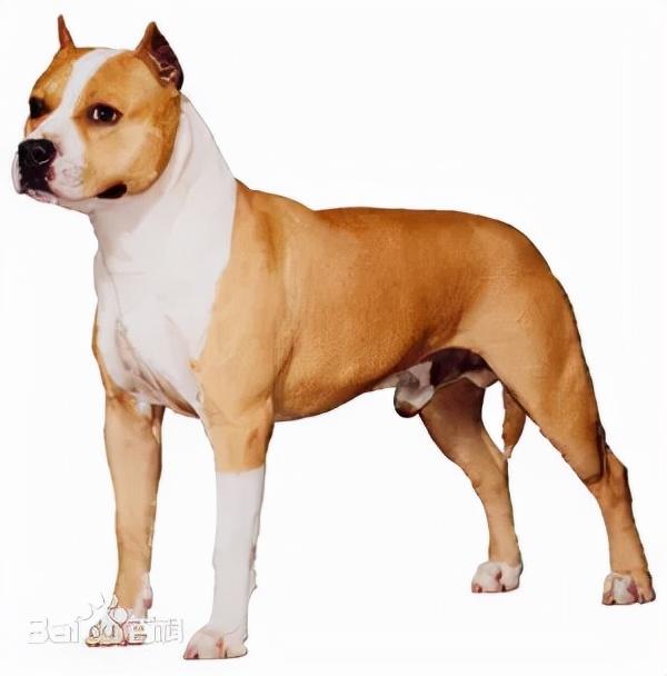 斯塔福梗犬真的像传说中那么难养吗？