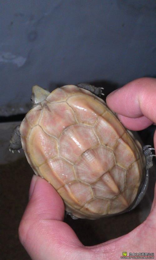 网购乌龟真的靠谱吗？