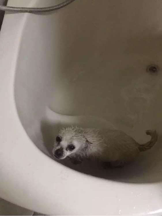 狗狗难产真的会要命吗？