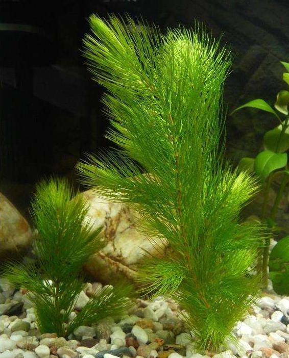 金鱼藻真的是草本植物吗？