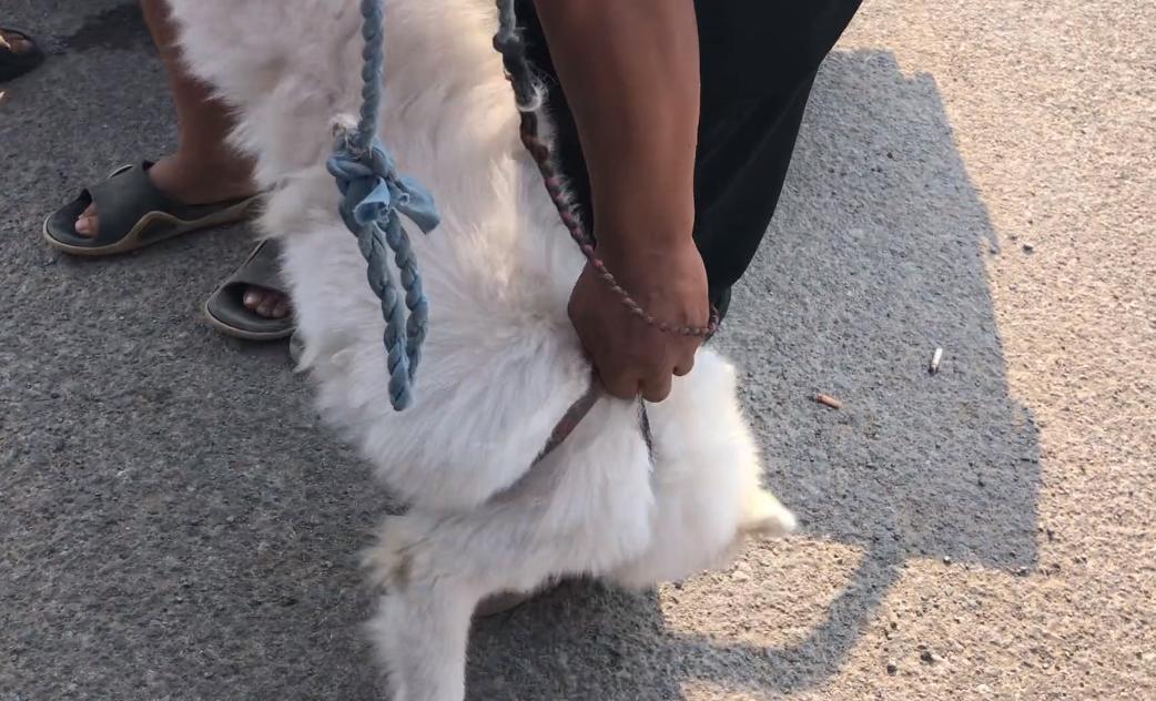 养萨摩耶的注意事项有哪些？全方面技巧大科普