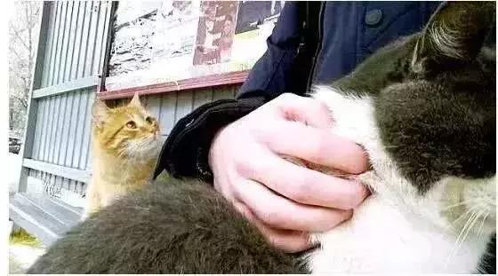 养苏格兰牧羊犬真的像看上去那么轻松吗？