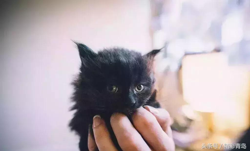 1954年11月5日出生的人命运如何，是何种命？