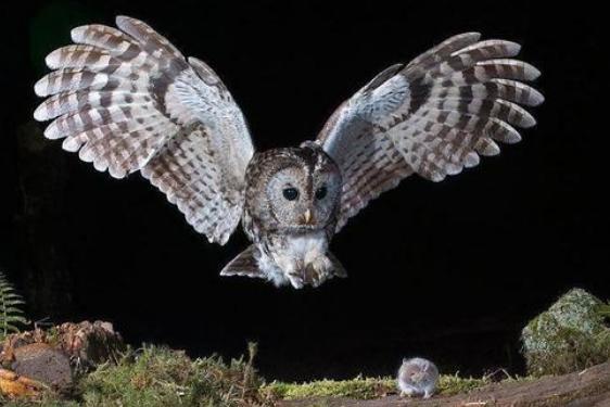 蛇真的没有天敌吗？这七个动物让它秒怂！