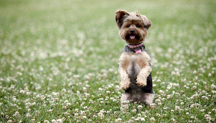 贵妇犬到底要花多少钱才能带回家？