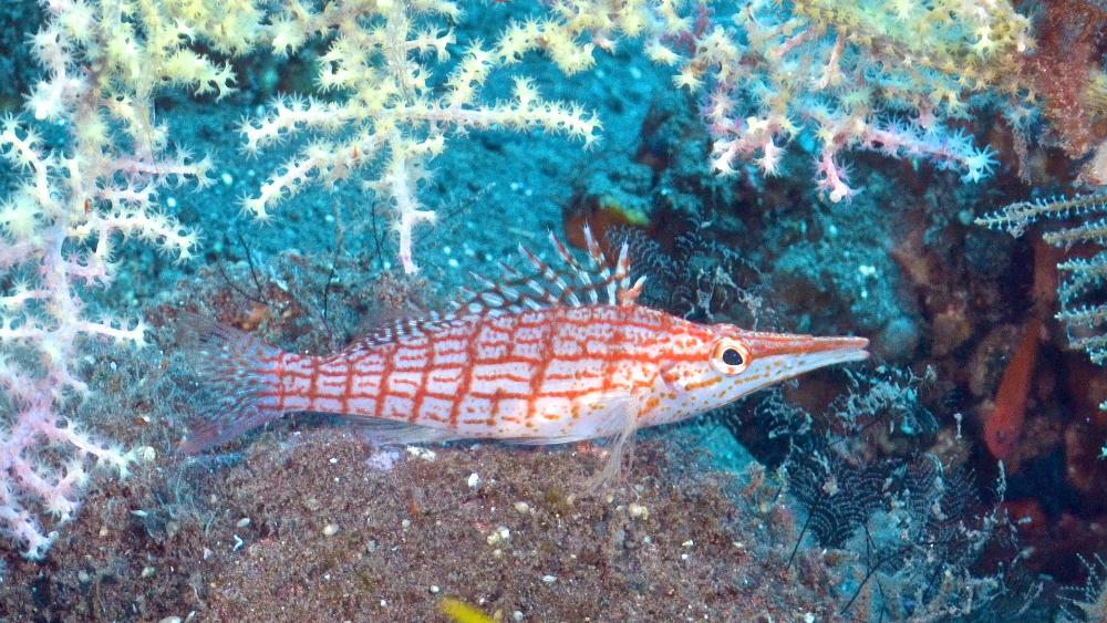 探索小丑鱼世界：常见小丑鱼种类全介绍与饲养指南