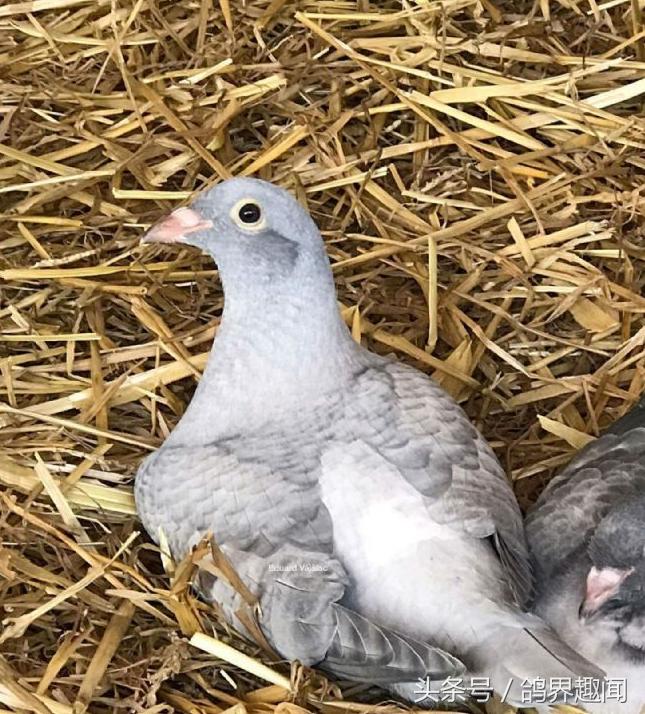 家禽、家鸟与笼鸟的区别详解：养殖方式与用途大不同