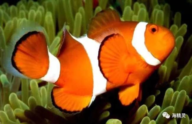 小丑鱼品种大全：了解不同种类小丑鱼的特征与习性