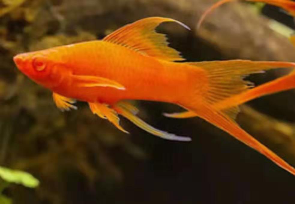 红箭鱼到底有多少种值得养？