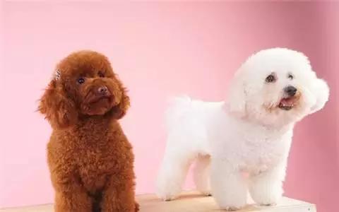 卷毛比雄犬真的像棉花糖一样好养吗？