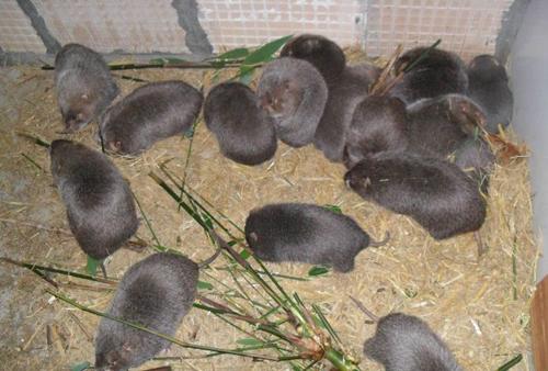 竹鼠养殖真的能年入百万吗？