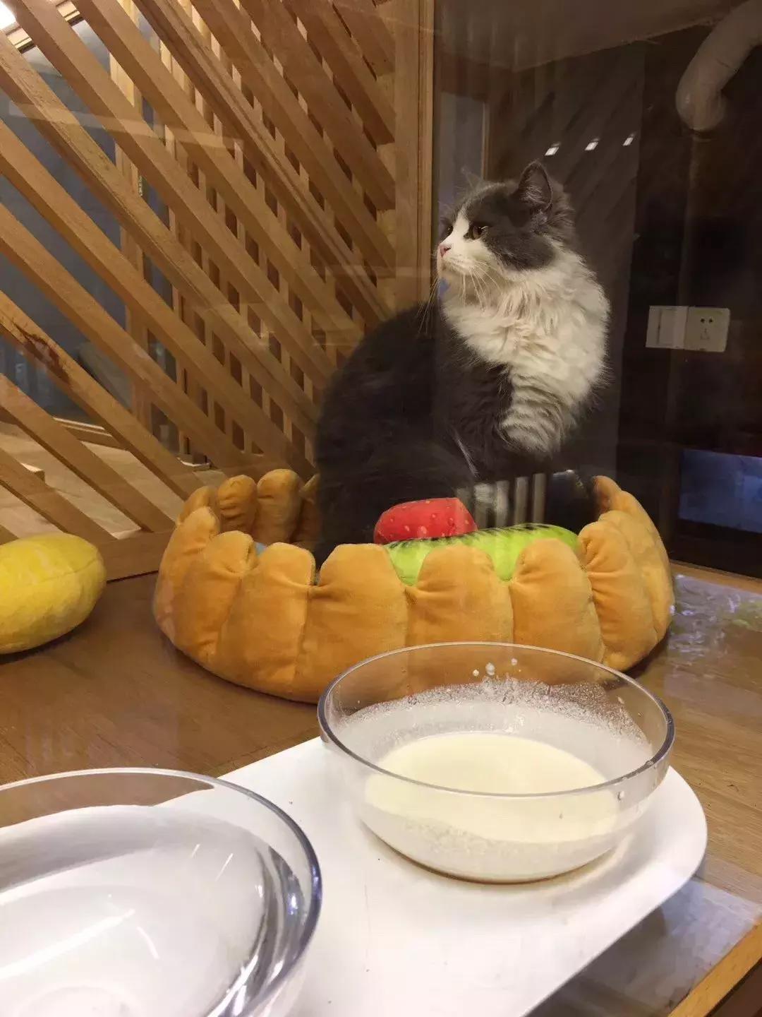 红绿灯鱼繁殖真的会全军覆没吗？