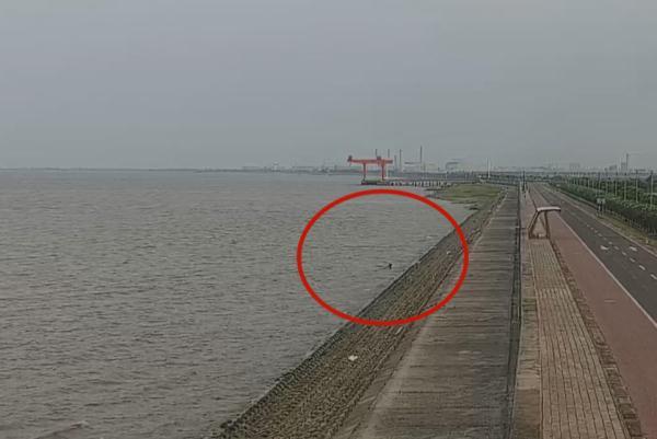 江宝宝到底该怎么养才能快速变强？