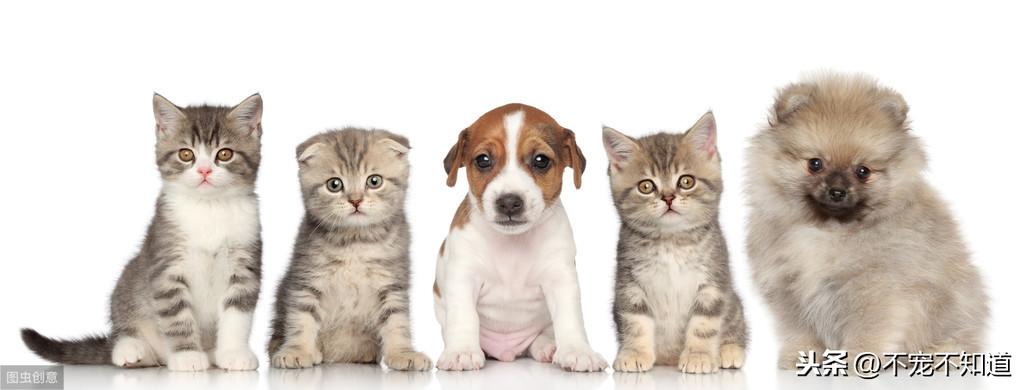 狗狗流产怎么办？多次检查与健康饮食是关键