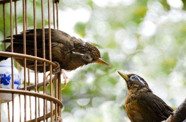新手怎么才能淘到健康又粘人的宠物？