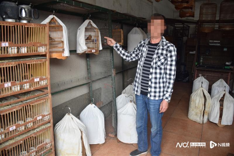 如何捕捉画眉鸟？掌握技巧抓到优质画眉的秘诀