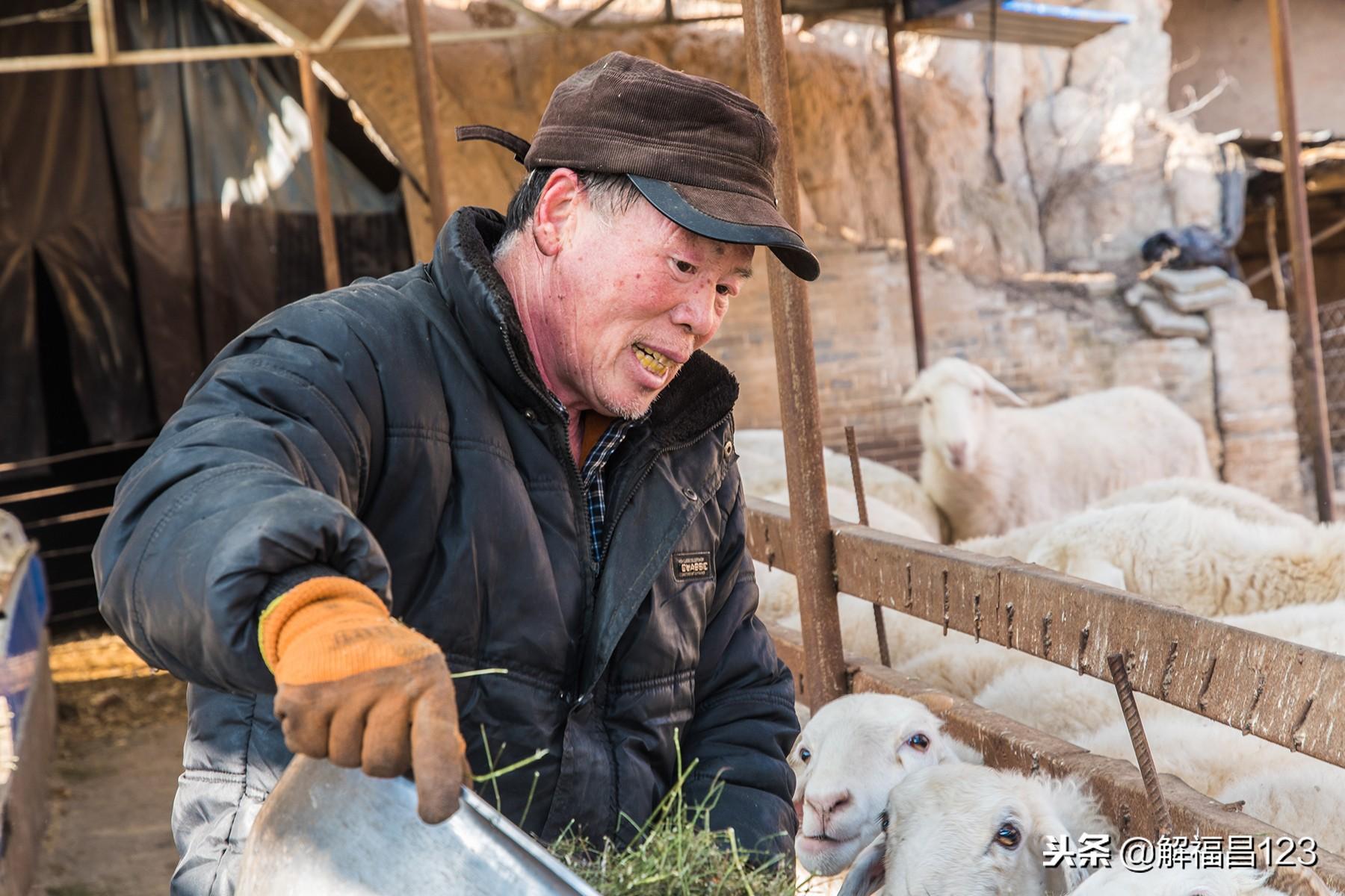 1955年出生的人到底属羊还是属马？