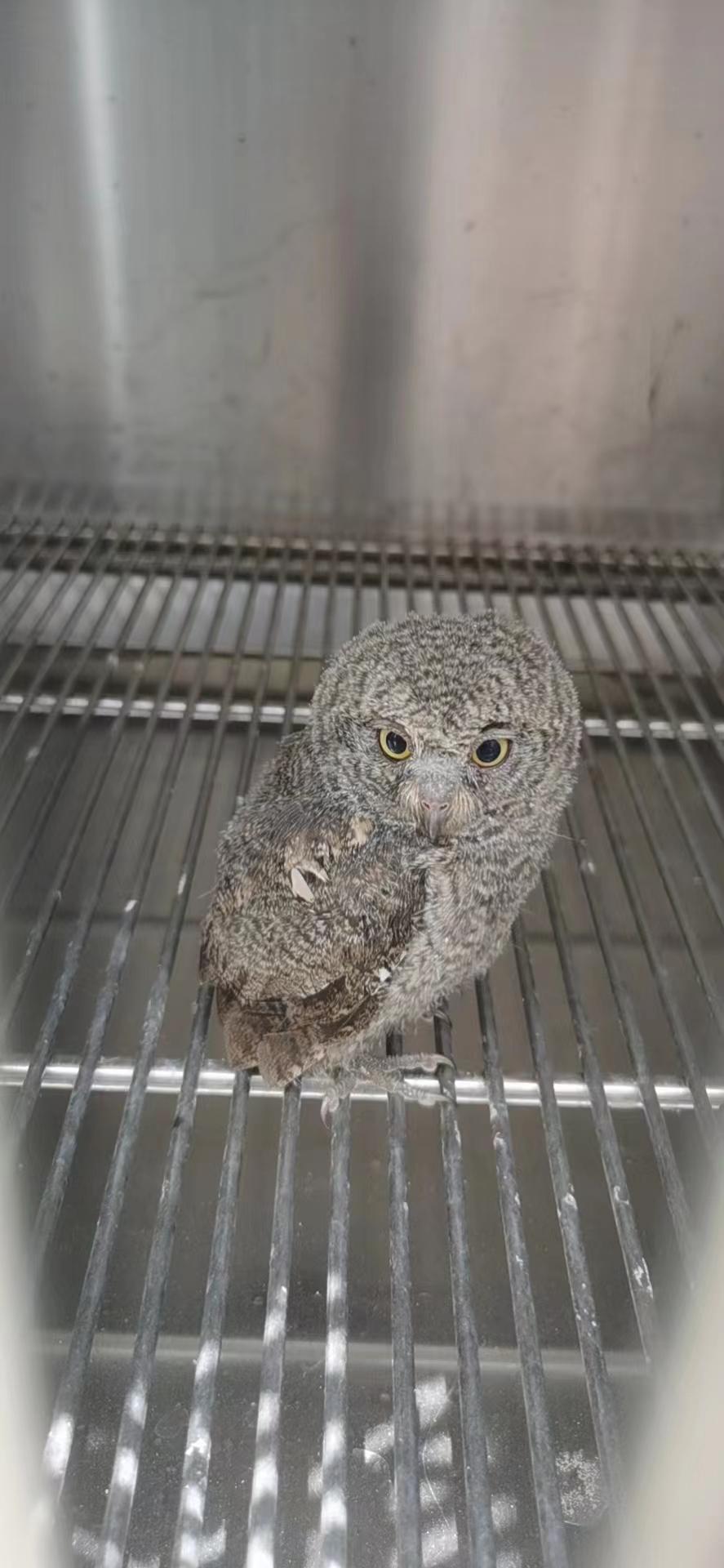 如何选择鹦鹉雏鸟？解析不同种类鹦鹉雏鸟的体长差异