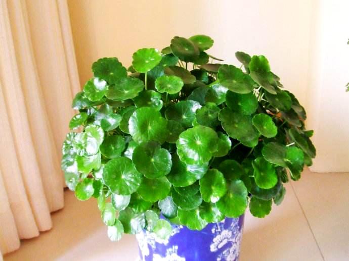 铜钱草为啥总被我养死？