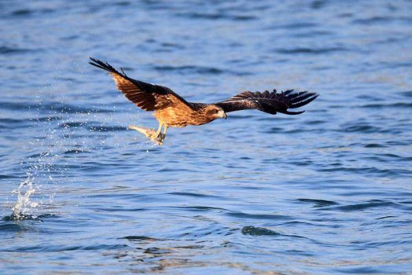 黑耳鸢究竟该怎么观察？