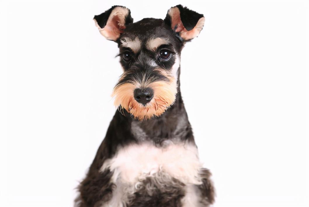 雪纳瑞幼犬照顾指南：刚买回家时需要注意的要点与技巧