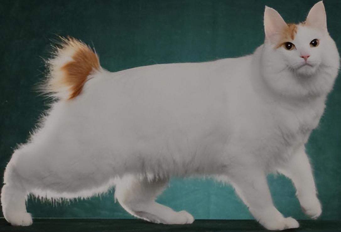 日本截尾猫真的像传说中那么神秘吗？