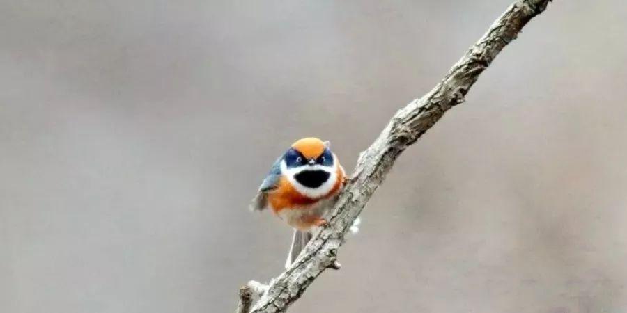 初养鸟者必看：选择容易饲养的鸟类推荐