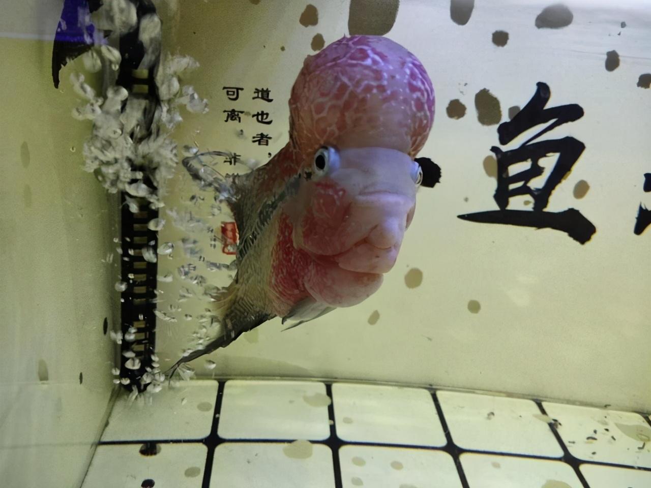 为什么别人的罗汉鱼又大又漂亮，你的却蔫了吧唧？