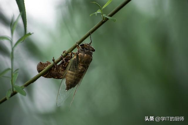 鸡冻猴真的能让新手月入过万吗？