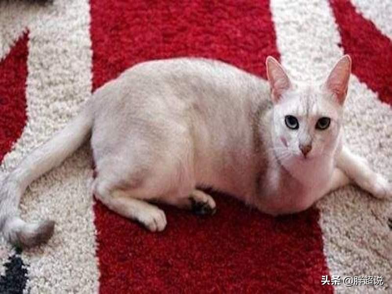 美系博美到底有多难养？