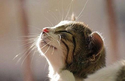 究字到底怎么读？jiū还是jiù？