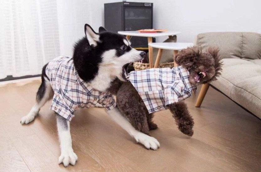 怎样训练萨摩耶犬？揭秘训练萨摩耶的5大要素