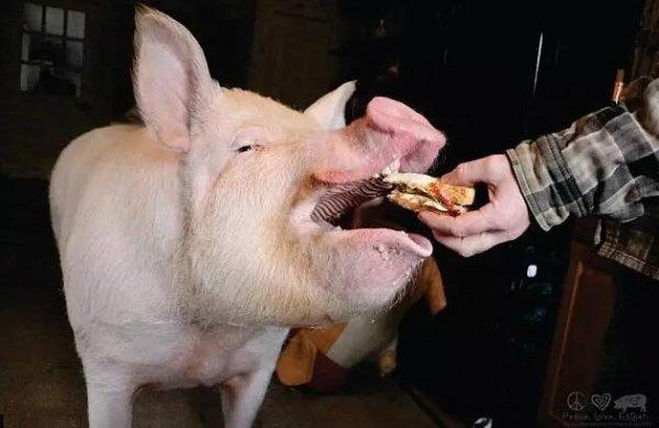 茶杯猪真的能养在茶杯里吗？