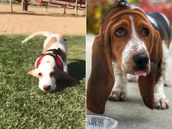 养巴吉度犬前必须知道的7件事？