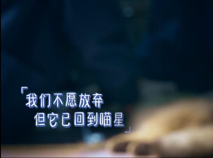 北大猫真的能听懂高等数学吗? 北大猫真的能听懂高等数学吗?