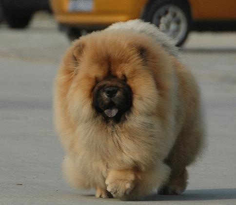 养只松狮到底要花多少钱？