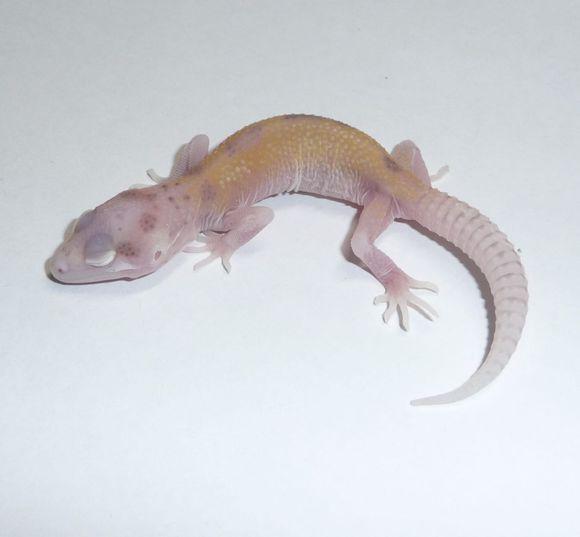 为什么别人的豹纹守宫比你的更抢眼？