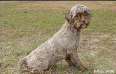 西施犬到底要花多少钱才能带回家？